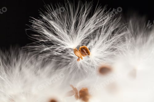 Preview: Abstract Composition With Dried Plants Seeds. Looks Like Dandelion Seeds