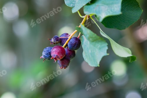 Preview: Fruits Of Irgi On A Branch On A Natural Background