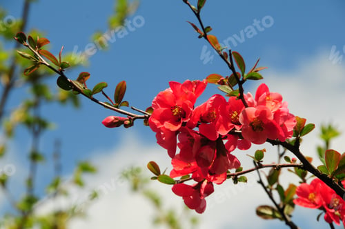 Preview: Chaenomeles Japonica (Japanese Flowering Quince)