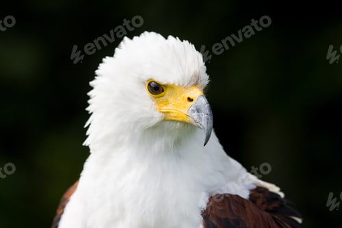 Preview: African Fish Eagle