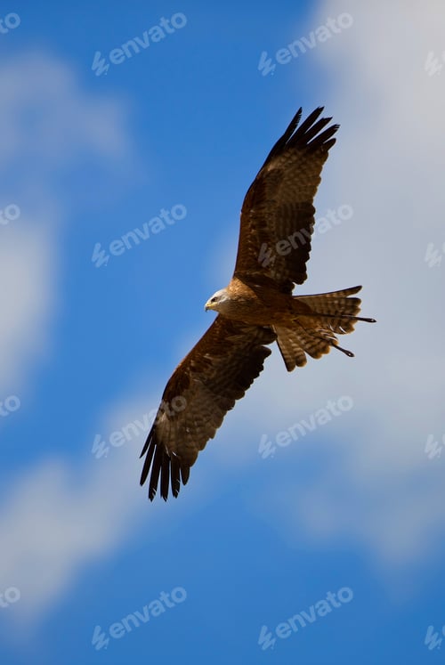 Preview: Falcon With Outstretched Wings Under The Cloudy Blue Sky