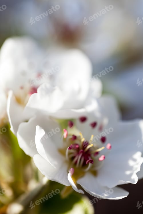 Preview: Quince Tree Flower With Natural Background
