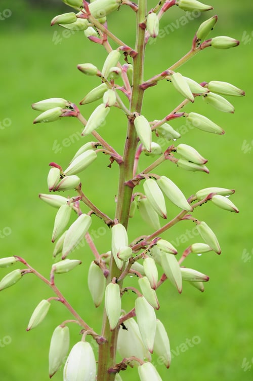Preview: Yucca Gloriosa Buds