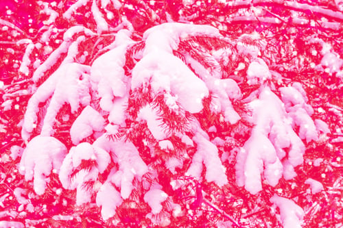 Preview: Frozen Winter Forest With Snow Covered Trees.