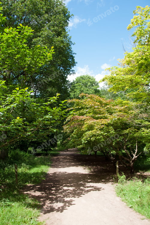 Preview: Summertime Footpath In The Forest.