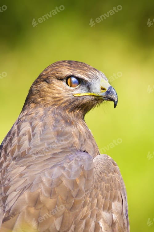 Preview: Bird Of Prey. Buzzard Portrait. Green Nature Background. Bird: Long Legged Buzzard. Buteo Rufinus.