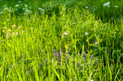 Preview: Spring Blooming Field - Bright Green Plants, Grass And Wildflowers With Young Foliage On A Bright