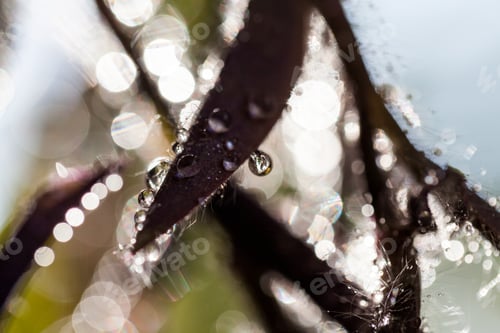Preview: Composition With Mauve And Green Leaves And Water Drops