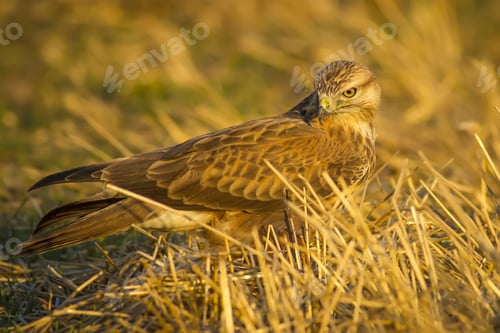 Preview: Wild Bird Buzzard And Dry Grass Long-Legged Buzzard / Buteo Rufinus