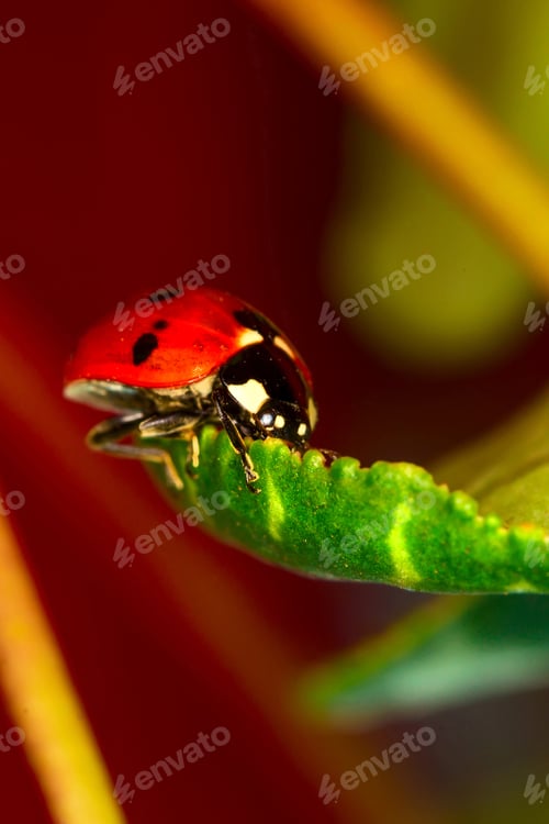 Preview: Cute Lady Bird. Natural Red Background. Ladybug.