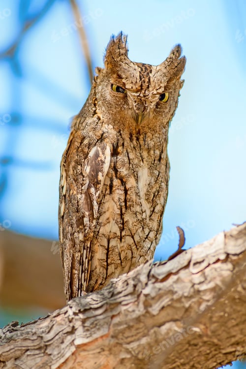 Preview: Amazing Owl. Eurasian Scops Owl.