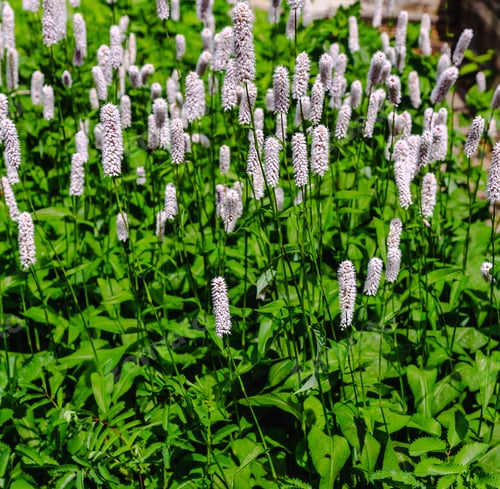 Preview: Polygonum Bistorta 'Superba, Snakeroot, Snake-Root, Snakeweed In Spring Garden. Persicaria Bistorta