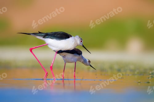 Preview: Cute Long Legged Birds. Bird Mating. Colorful Nature Background.