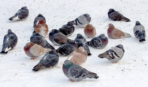 Preview: Wild Pigeons In Winter On Snow