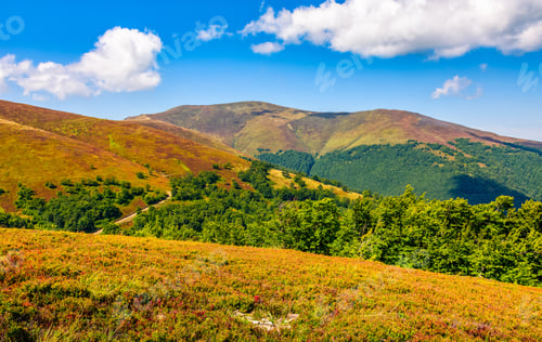 Preview: Summer Landscape In Mountains. Green Grassy Meadows On Top Of The Ridge. Blue Sky With White Clouds