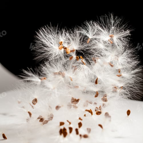 Preview: Abstract Composition With Dried Plants Seeds. Looks Like Dandelion Seeds