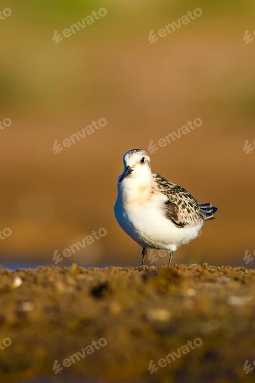 Preview: Cute Little Water Bird. Brown Nature Background. Bird: Little Stint / Calidris Minuta