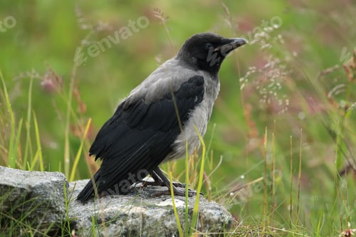Preview: Grey Crow , Hooded Crow, Corvus Cornix Norway