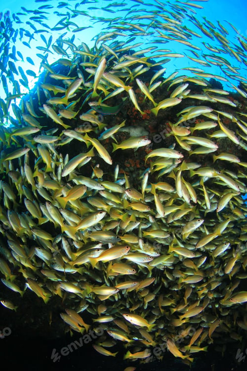 Preview: Bigeye Snapper Fish