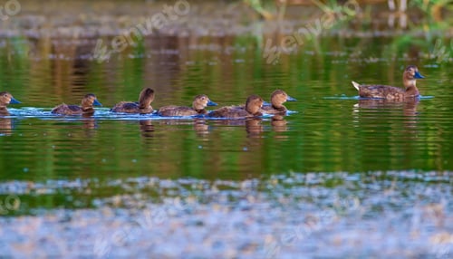 Preview: Swimming Duck. Nature Background.