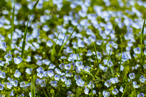 Preview: Delicate Blue Flowers Nemophila In The Spring Garden. The Natural Background.