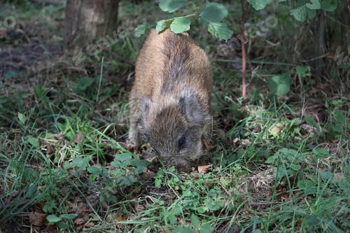 Preview: Wild Boar (Sus Scrofa) Western Pomerania Lagoon Area National Park Germany