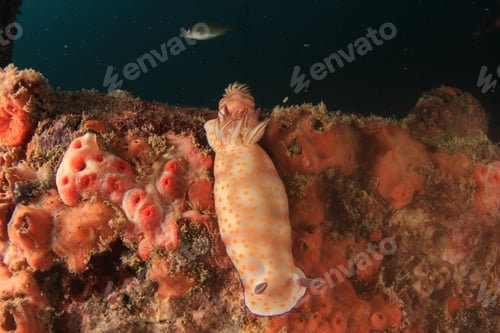 Preview: Two Chromodoris Nudibranchs Mating