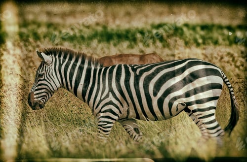 Preview: Vintage Style Image Of A Zebra In The Serengeti National Park, Tanzania