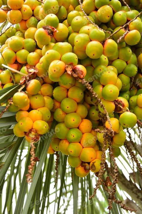 Preview: Bunch Of Dates On The Palm Tree