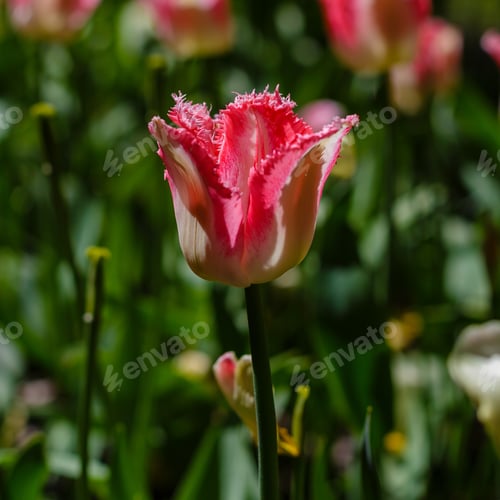 Preview: Spring Blooming Tulip Flowrs Blossom Scene. Tulips In Spring Blooming Garden. Tulip Festival In