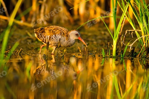 Preview: Water Rail. Natural Habitat. Natural Background.