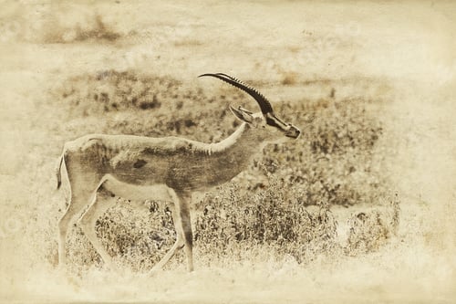Preview: Vintage Style Image Of A Grant'S Gazelle In The Serengeti National Park, Tanzania