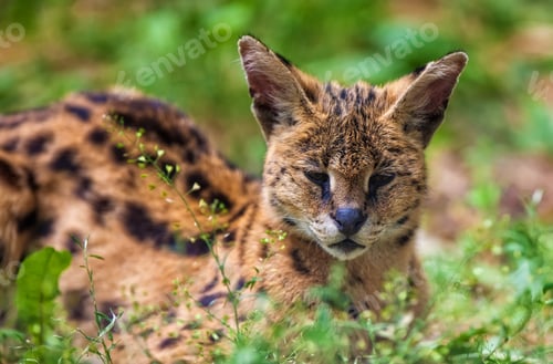 Preview: Serval, The African Cat