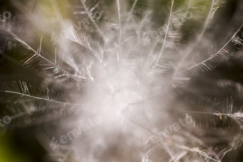 Preview: Fluffy Dried Seed From A Wild Plant - In The Field With Natural Background