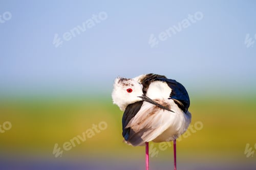 Preview: Cute Bird. Colorful Nature Background. Bird: Black Winged Stilt. Himantopus Himantopus.