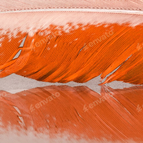 Preview: Colorful Rooster Feather With Details And Reflexions