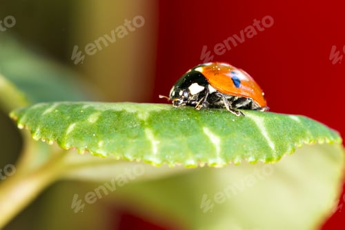 Preview: Cute Red Ladybird. Green Red Nature Background. Macro Photography.