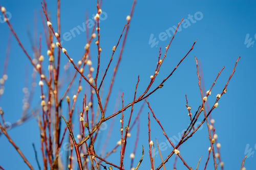 Preview: First Tree Blossoms In Spring. Natural Environmental Detail View In Latvia