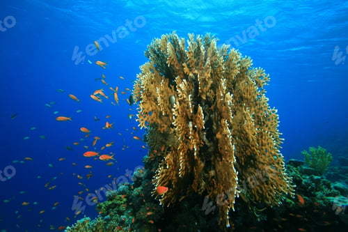 Preview: Beautiful Formation Of Fire Coral With Lyretail Anthias