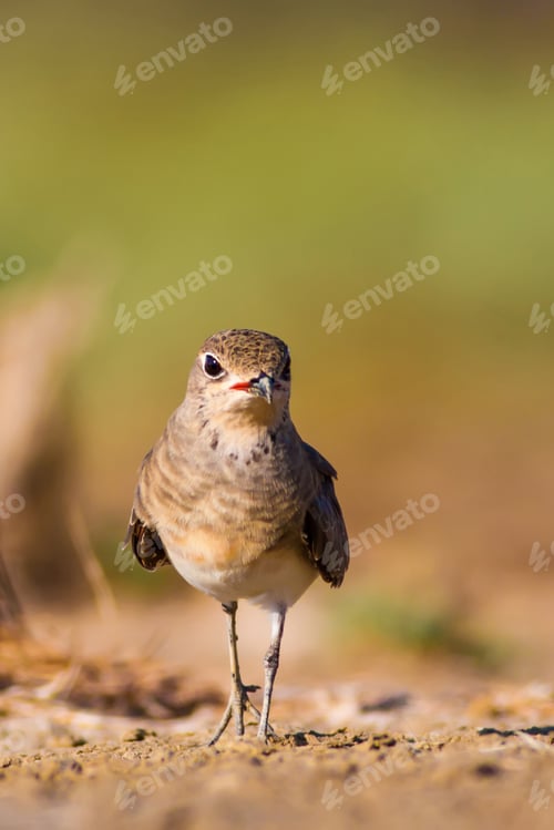 Preview: Cute Bird Collared Pratincole. Warm Colors Nature Background. Collared Pratincole / Glareola