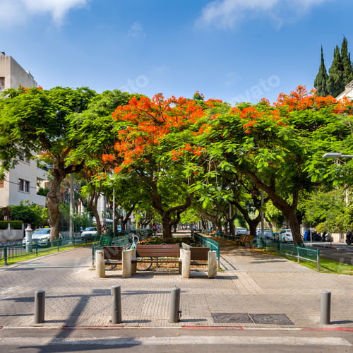 Preview: Red Flowers Trees At Boulevard Rothschild, The Most Prestige And Luxury Area In Tel Aviv.