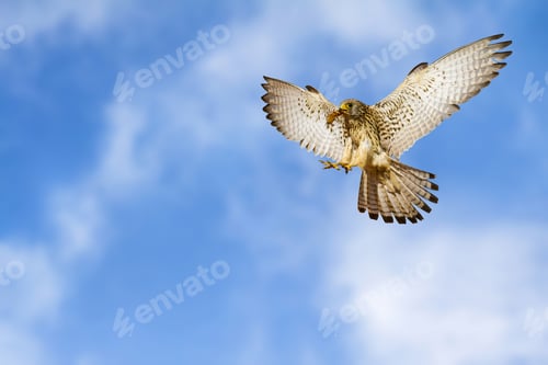 Preview: Flying Bird. Bird Of Prey. Blue Sky Background.