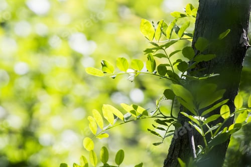 Preview: Green, Abstract Composition With Leaf Texture