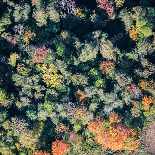 Preview: Aerial View Over The Bushes And Trees In Autumn