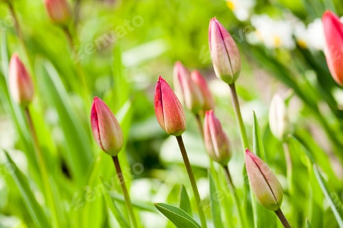 Preview: Group Of Red Tulips With Natural Background