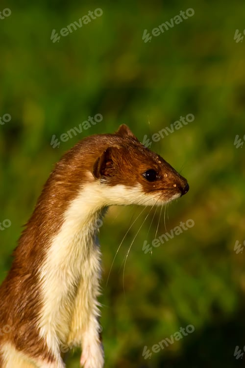 Preview: Weasel. Green Nature Background. Least Weasel. Mustela Nivalis