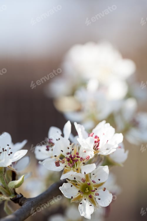 Preview: Beautiful Pear Tree Flowers With Natural Background And Soft Focus. High Resolution And Quality