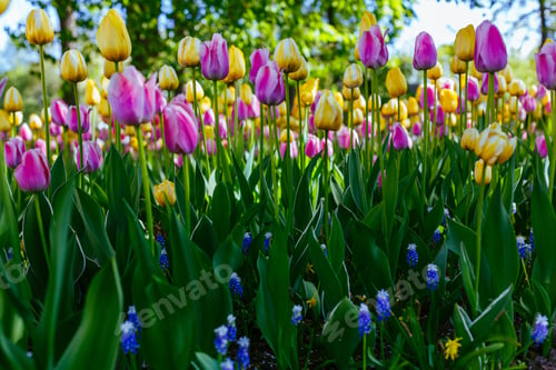 Preview: Beautiful Tulips And The Muscari Flowers In The Spring Garden Or The Park. Ornamental Flowering