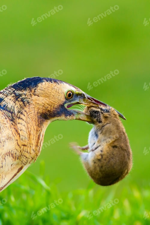 Preview: Wild Bird. Green Nature Background.