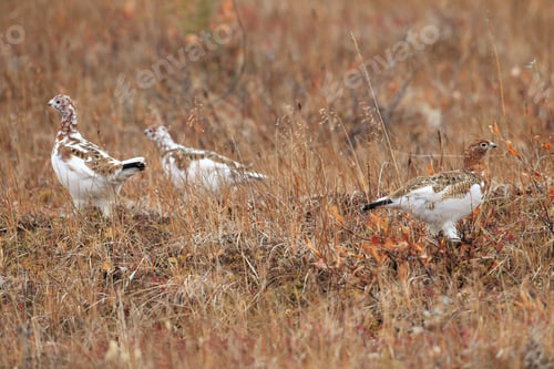 Preview: Willow Ptarmigan Alaska